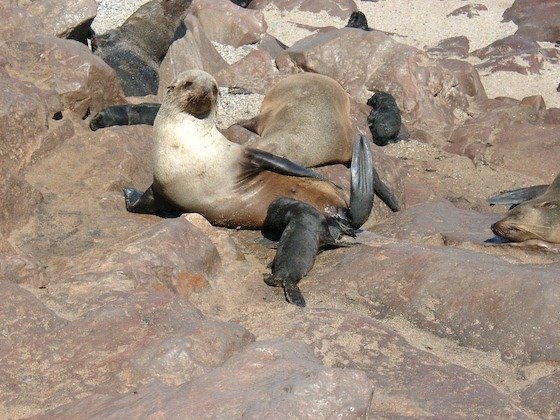 Two Cape fur seals lie together on the rocks at the seal colony on the Namibian coast.