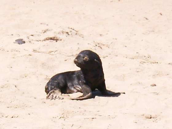 A young seal pup sits alone on the sand at a seal colony on the Namibian coast.