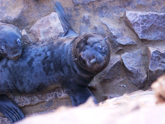Two young seal pups rest on the grey rocks at a seal colony in Namibia.