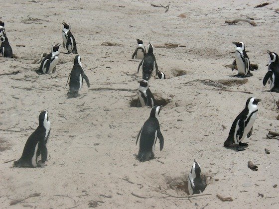 African penguins walk on sandy ground with nest holes on the Cape Peninsula near Cape Town.