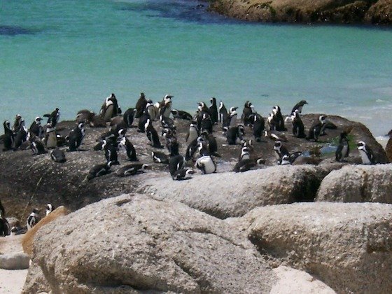 A group of African penguins stands on granite rocks by clear water on the Cape Peninsula.