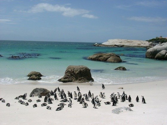African penguins stand on white sand between granite boulders at Boulders Beach near Cape Town.