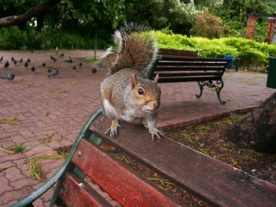 A grey squirrel sits on a red park bench in a city park in Cape Town.
