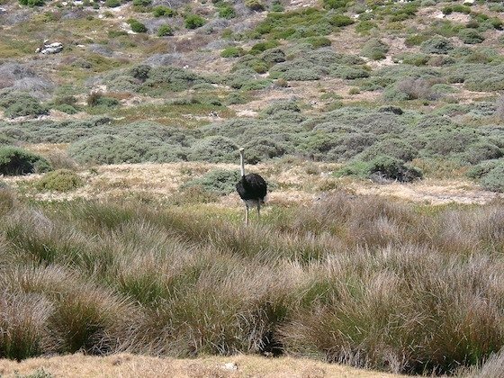 An ostrich stands in tall grass and fynbos on the Cape Peninsula near Cape Town.