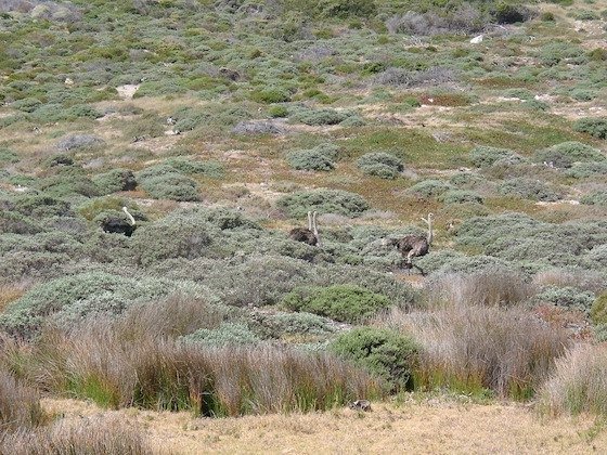 Ostriches walk through green fynbos shrubs in the nature reserve on the Cape Peninsula.