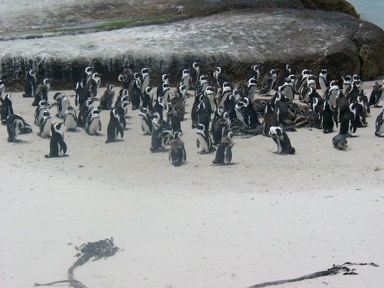 A large colony of African penguins rests on the sand next to a big rock on the Cape Peninsula.