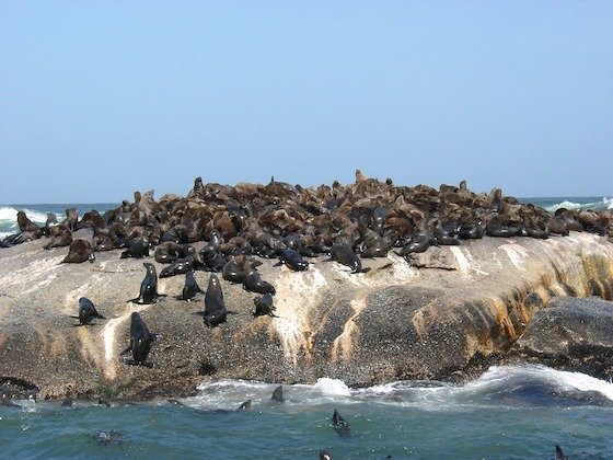 Many Cape fur seals lie on a rock island in the sea near Cape Town, South Africa.