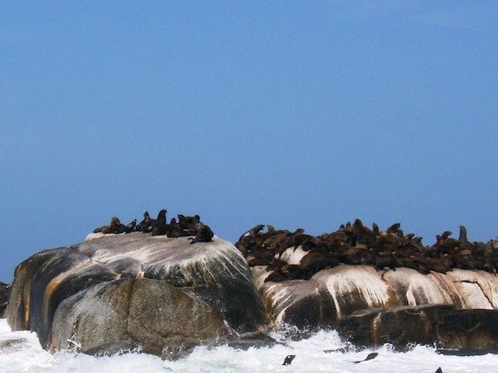 Cape fur seals cover a rock island while waves break in front of it near Cape Town.