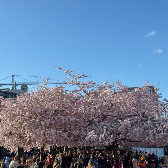 Crowds gather beneath blooming cherry trees in Kungsträdgården during Stockholm's spring cherry blossom season, photographed by Zayera Khan