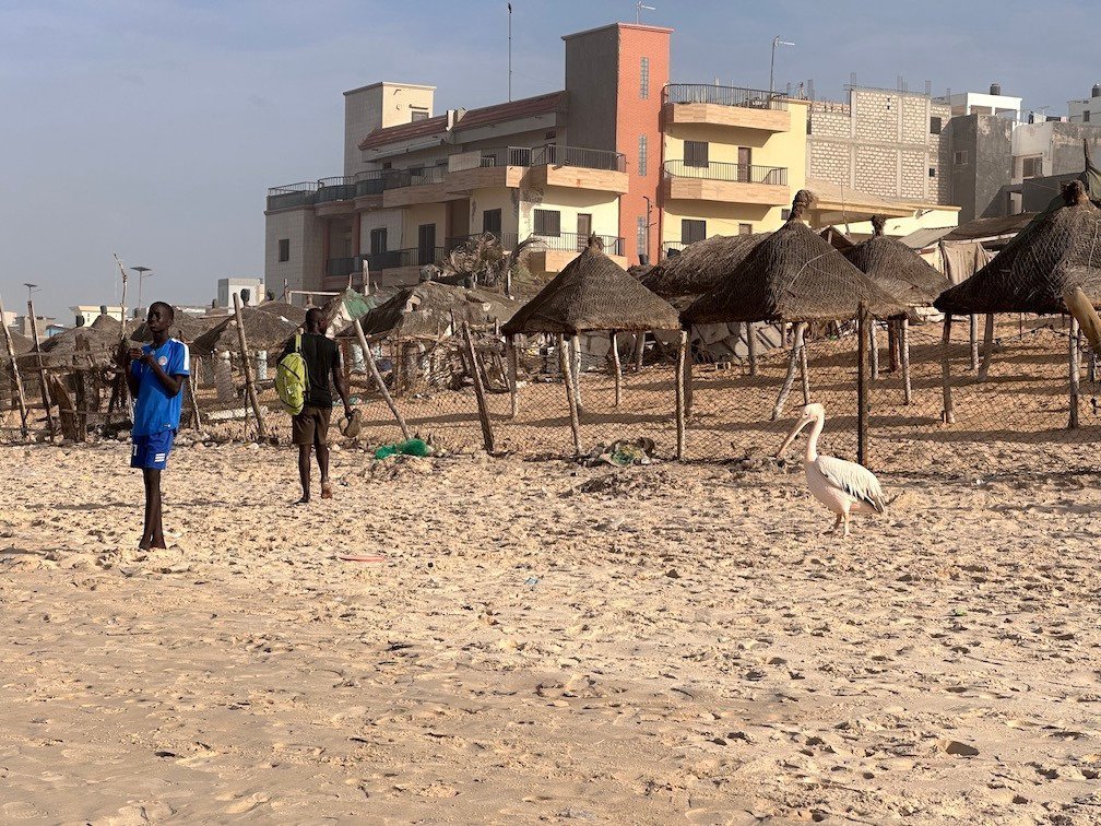 A heron walks on the sand near straw parasols on a beach in Dakar.