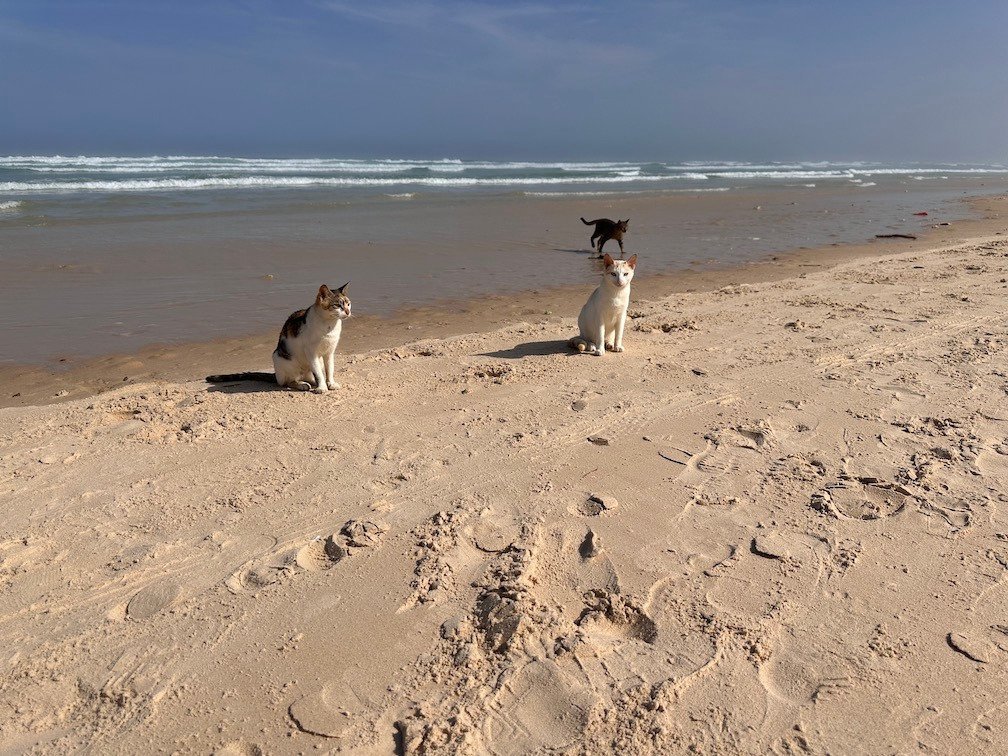 Two cats sit on the sand of a beach in Dakar.