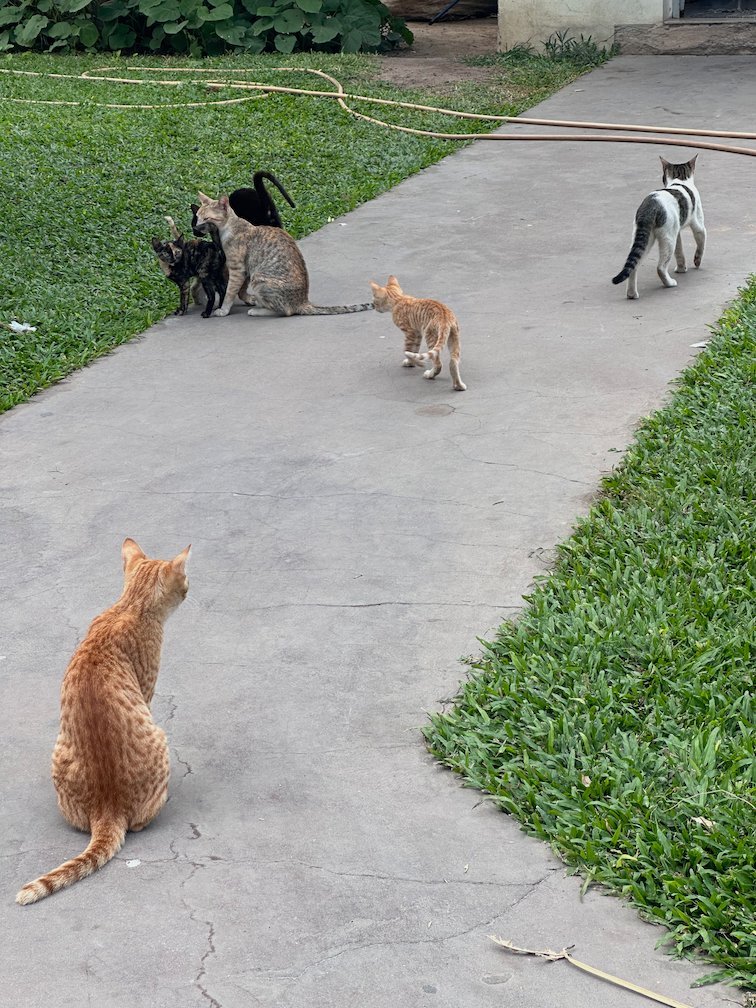 Several cats sit on a path between green grass in Dakar.
