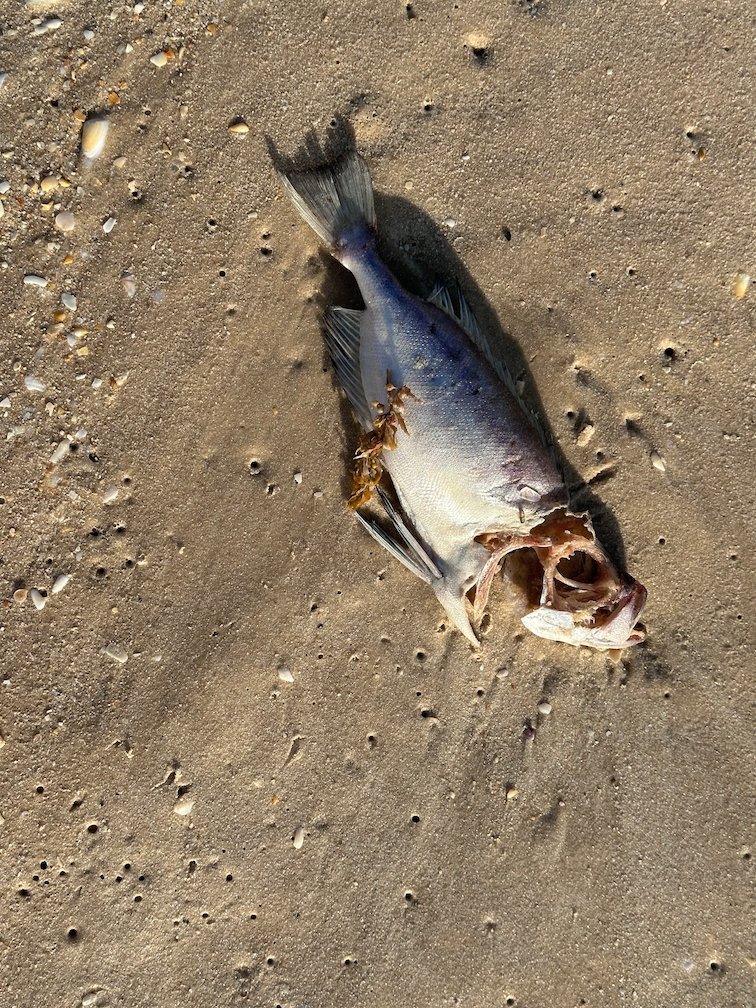 A dead fish lies on the wet sand of a beach in Dakar.