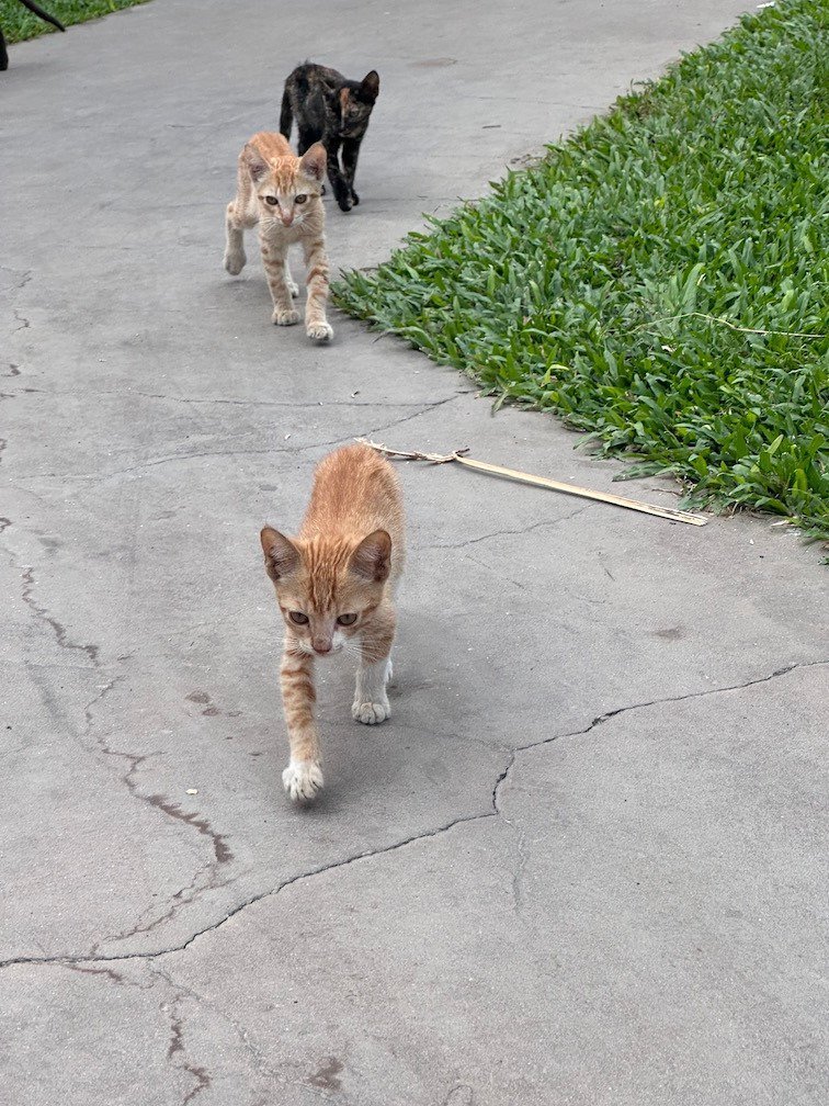 Three kittens walk on a path next to green grass in Dakar.