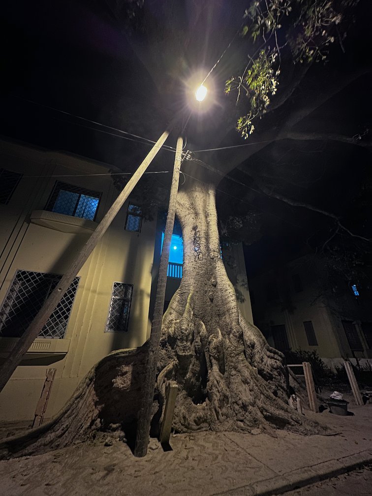 A large tree trunk stands under a street lamp at night in Dakar.