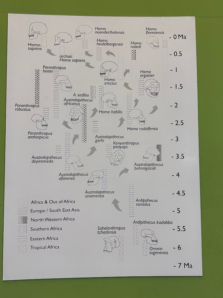 A museum chart shows the line of human evolution over millions of years.