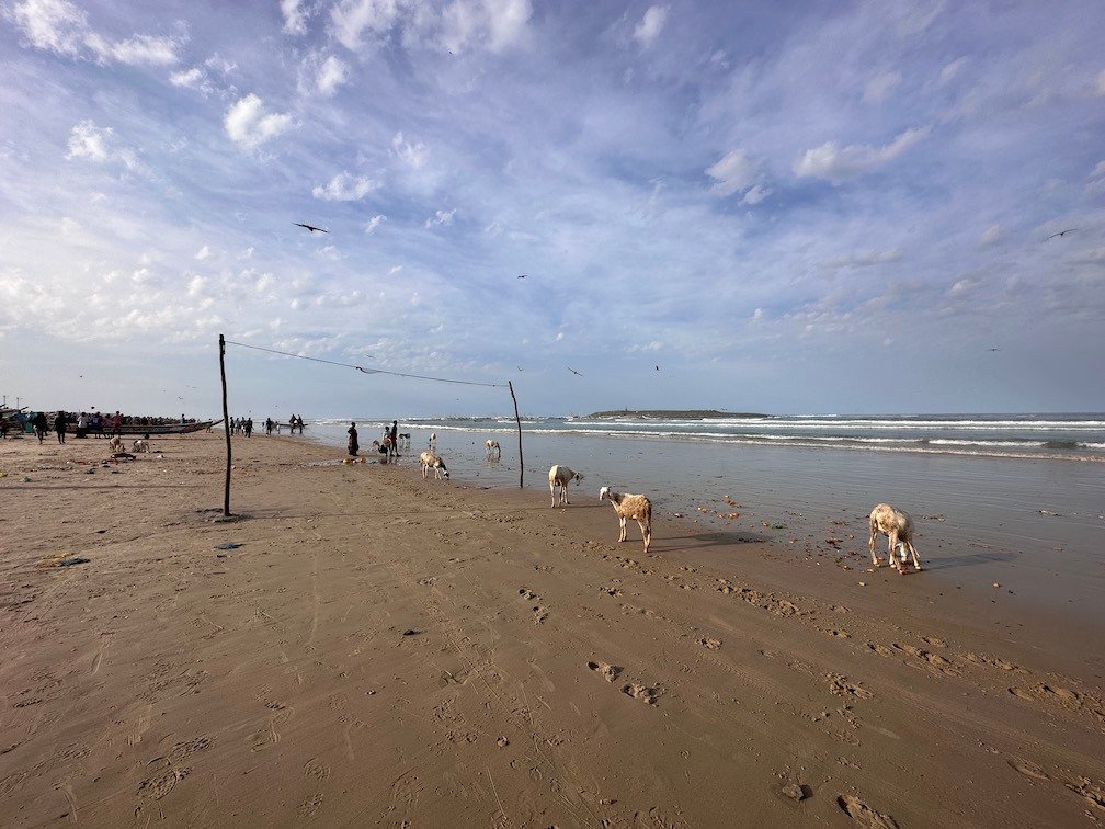 Goats walk on Yoff beach in the evening light in Dakar.