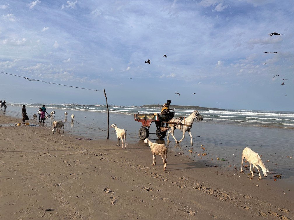 A horse cart and goats move on the wet sand of Yoff beach.