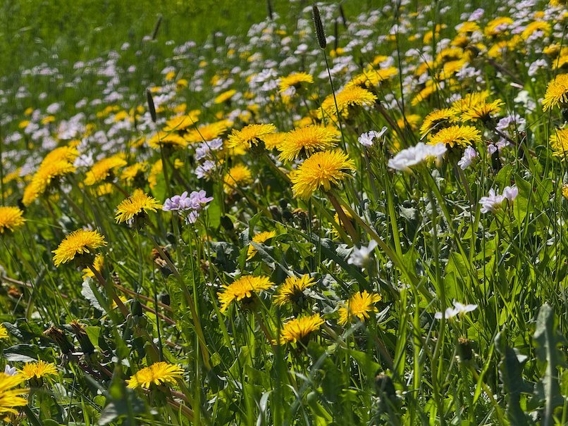 Meadow with yellow dandelions and small white and pink flowers in Voss