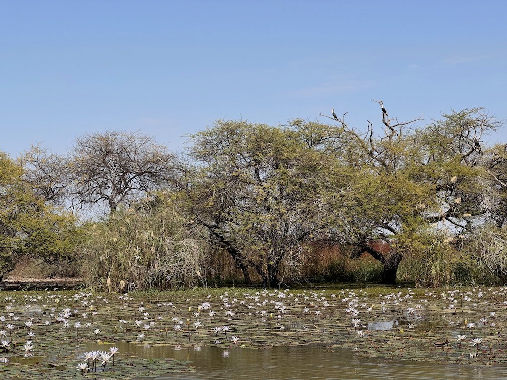 Acacia trees with birds stand behind water lilies in Djoudj.