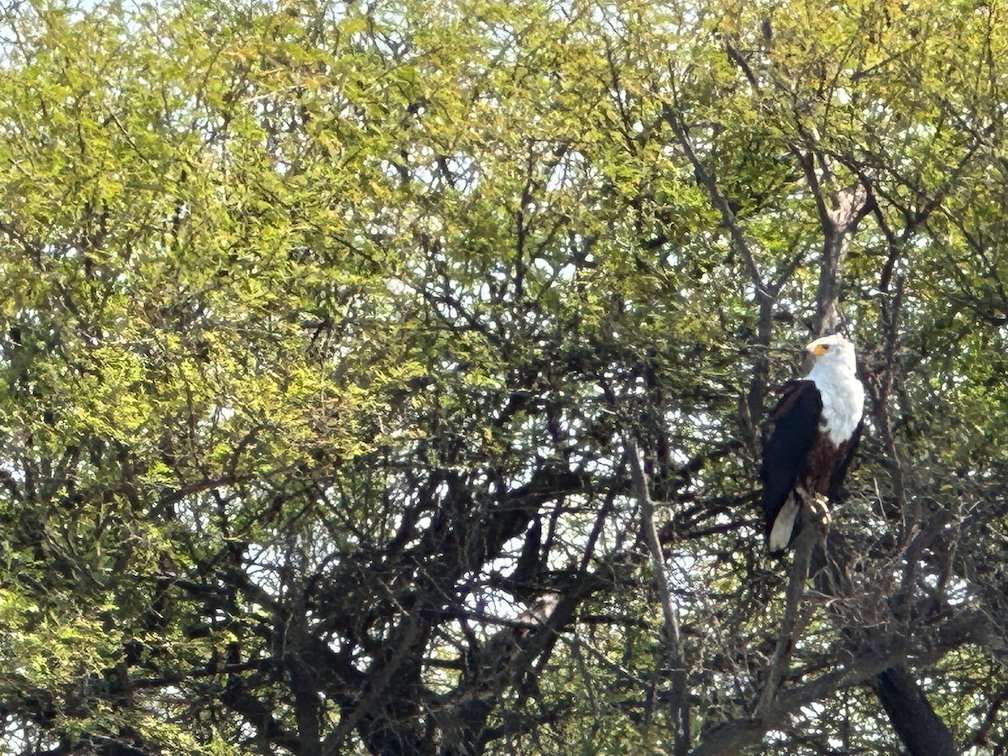 An African fish eagle sits in a green tree in Djoudj National Bird Park.