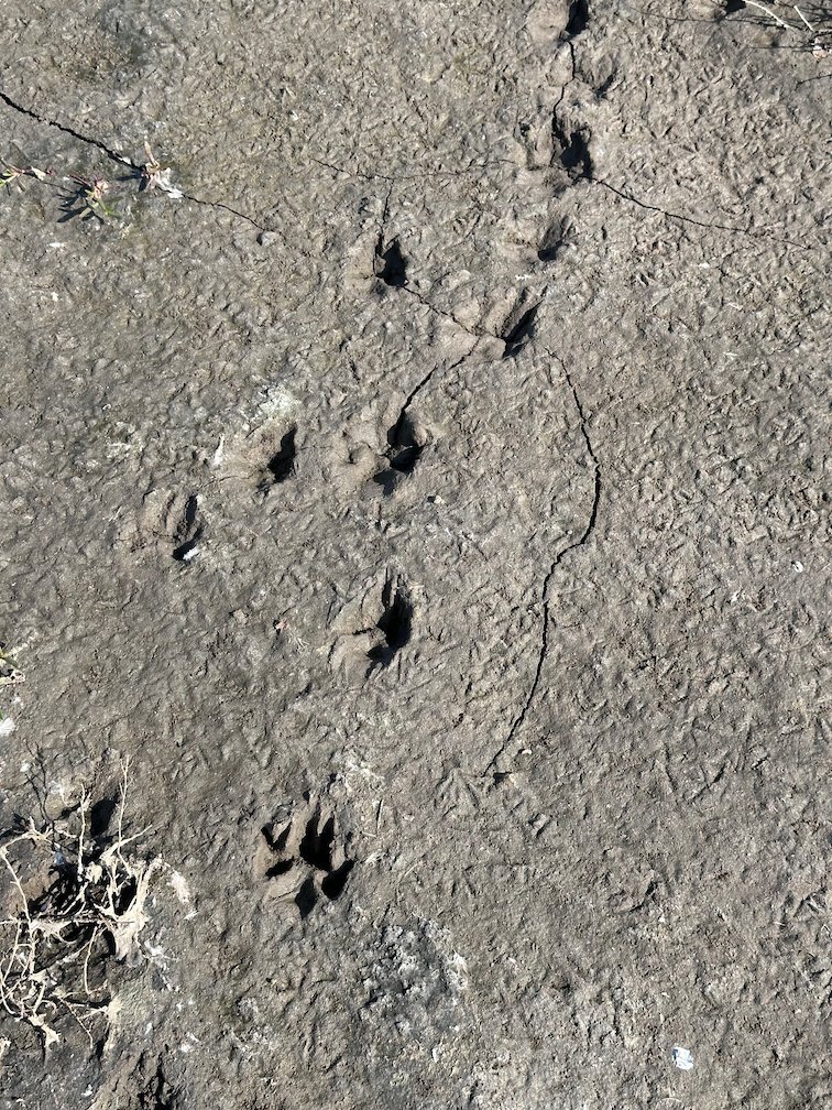 Animal tracks show in grey dried mud in Djoudj.