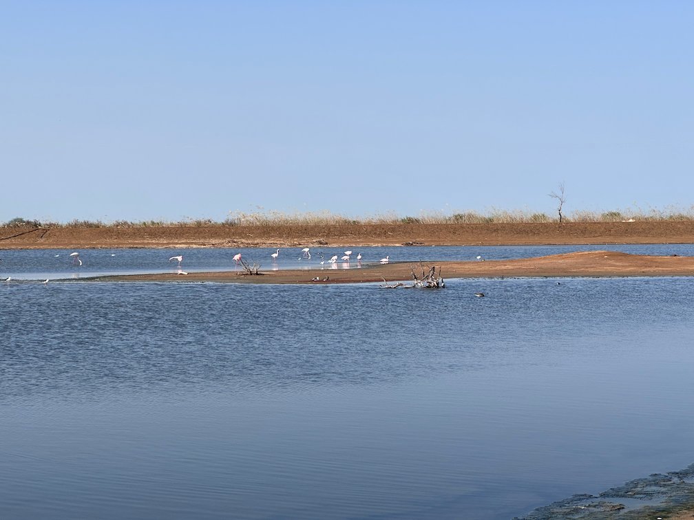 Flamingos and other birds stand on a sandbank in Djoudj.