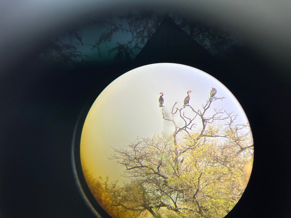 Birds sit in a tree, seen through binoculars in Djoudj.