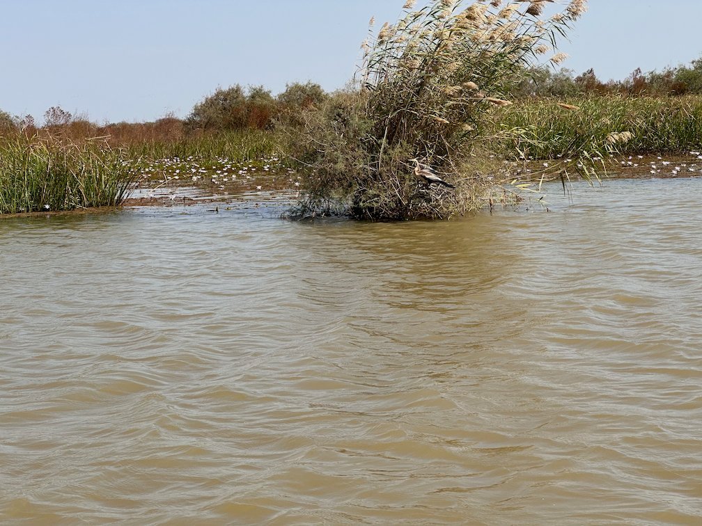 A single bush grows out of the brown lake water in Djoudj.