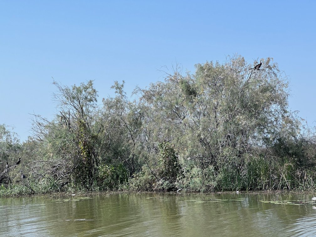 A bird sits on top of a large bush in the water in Djoudj.