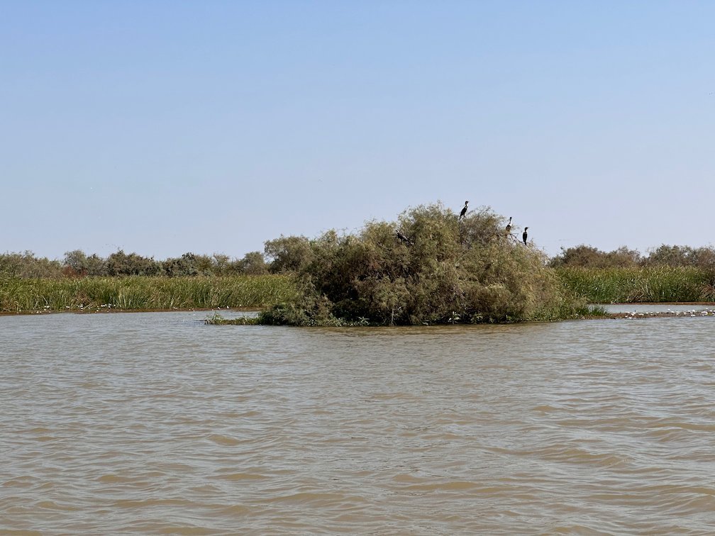 Cormorants sit on a small bush island in the lake in Djoudj.