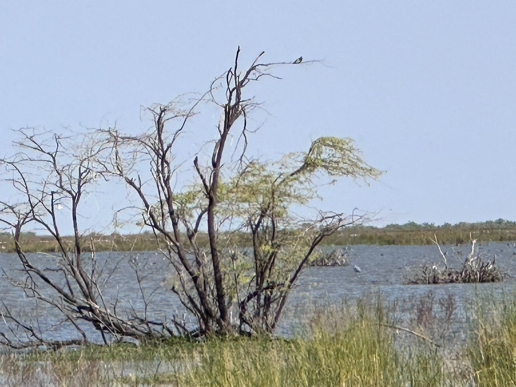 A dead tree with a few green leaves stands at the lake in Djoudj.
