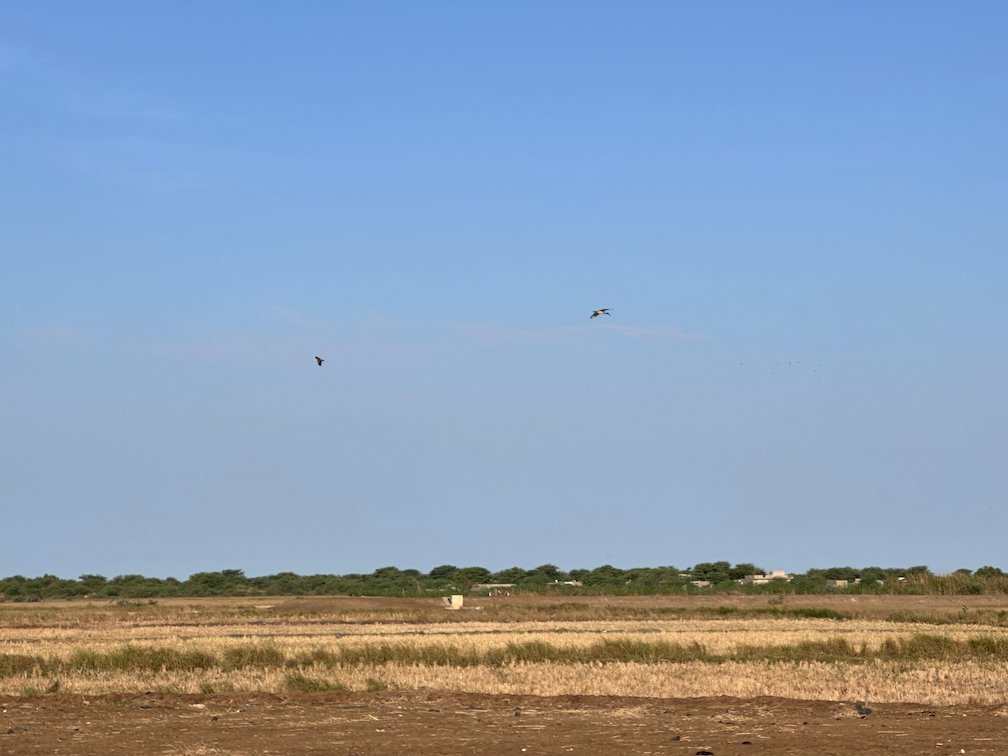 Birds fly over dry grassland with trees in Djoudj.