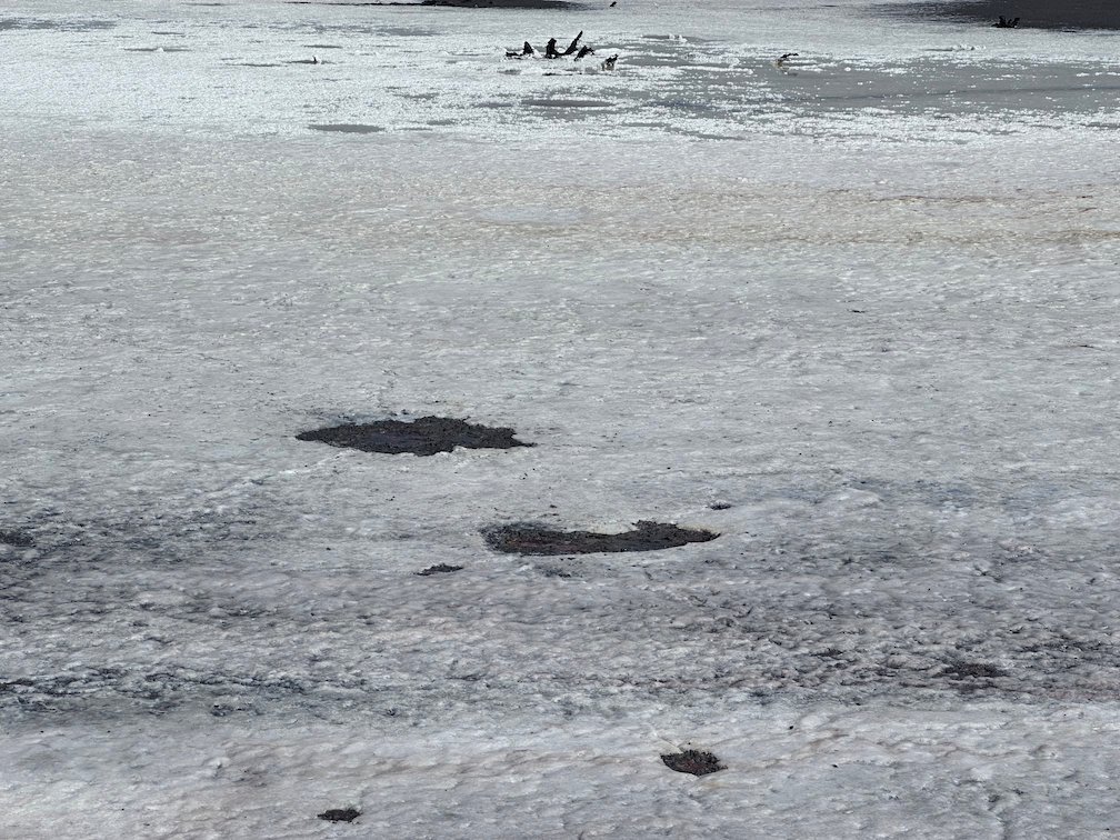 Birds rest far away on a dry grey mudflat in Djoudj.