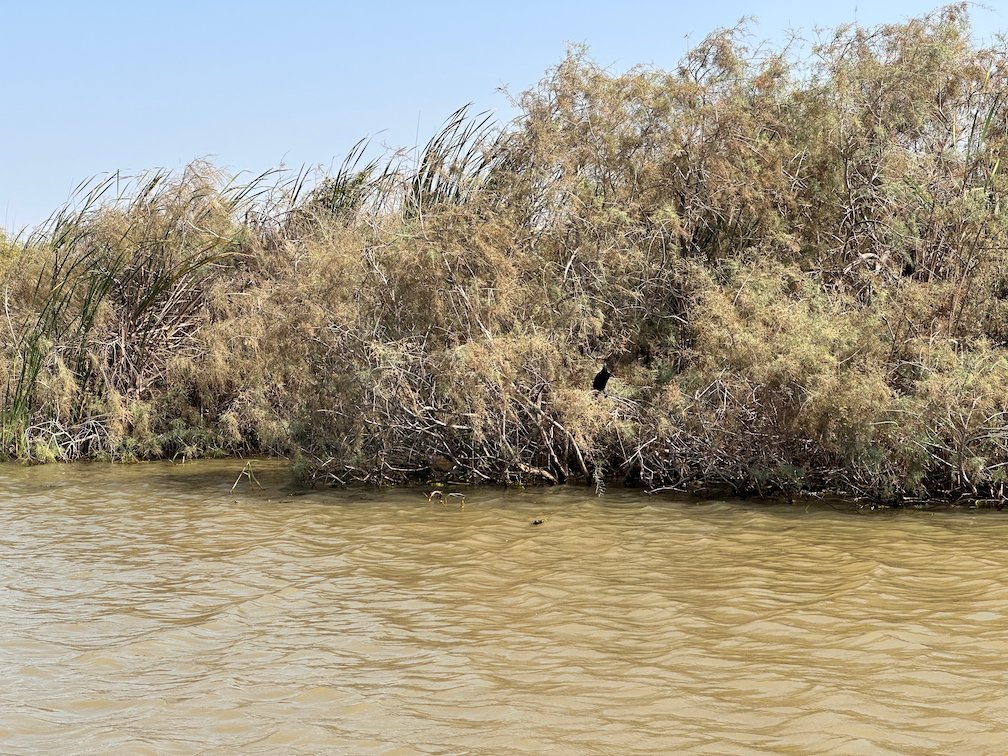 Dry shrubs grow at the water edge in Djoudj National Bird Park.