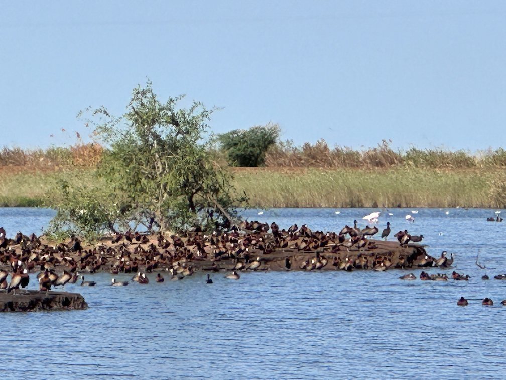 A large flock of ducks rests on a small bush island in Djoudj.