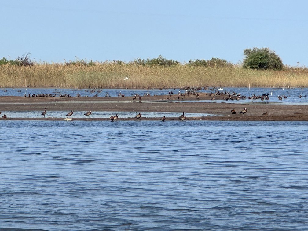 Ducks rest on a mud bank in front of tall grass in Djoudj.