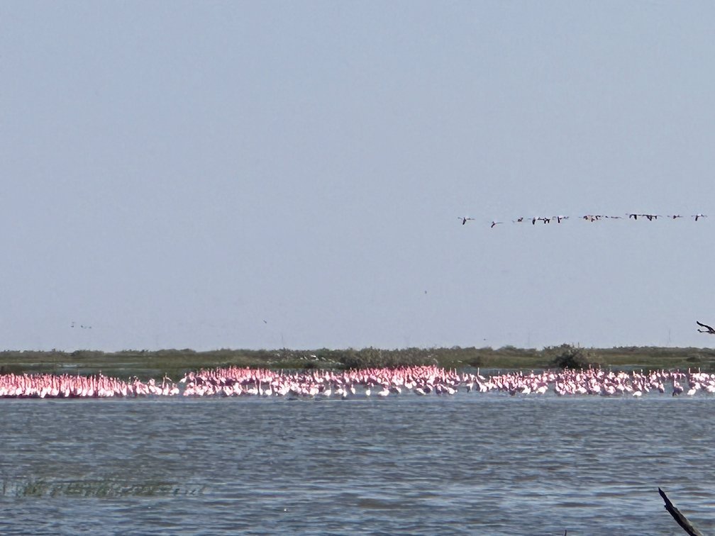 Birds fly over a large flock of pink flamingos in Djoudj.