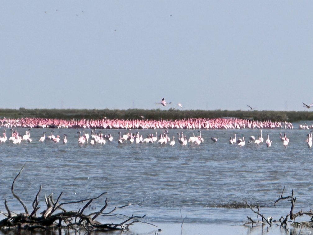 Pink flamingos stand behind dead branches in the lake in Djoudj.