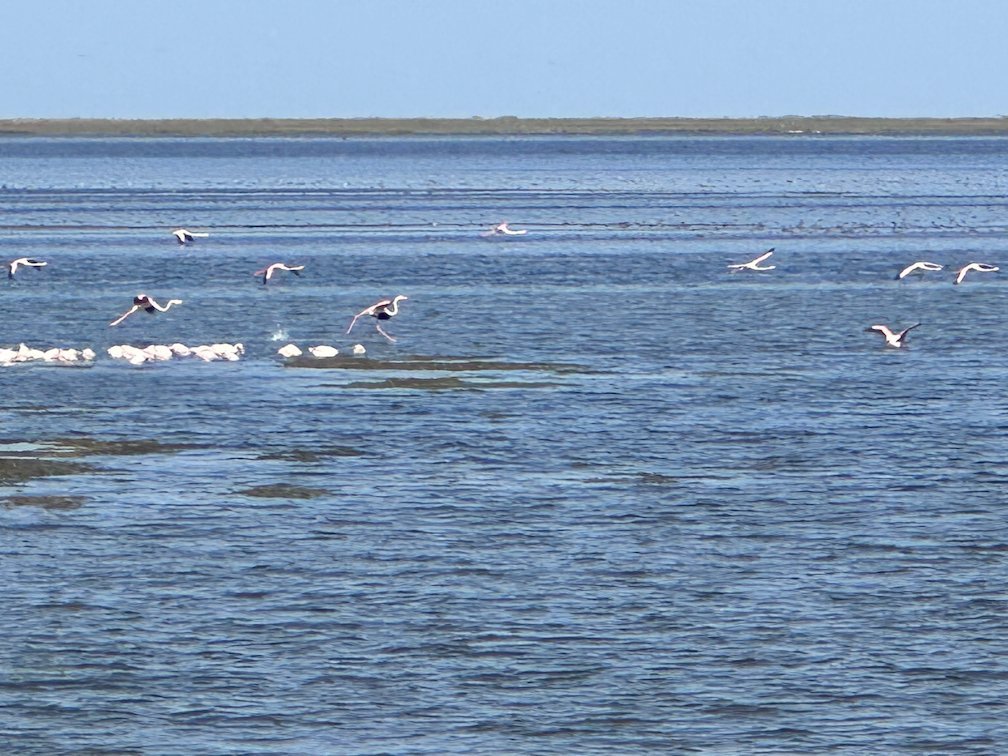 Flamingos fly low over the blue lake in Djoudj.