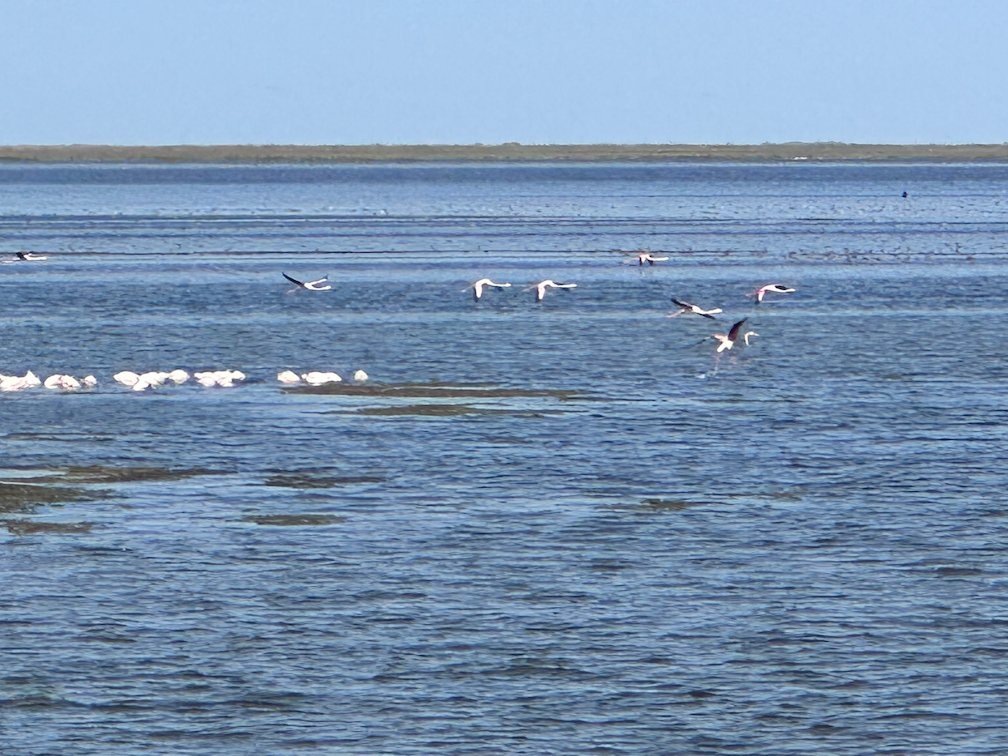 Flamingos land on the water next to white birds in Djoudj.