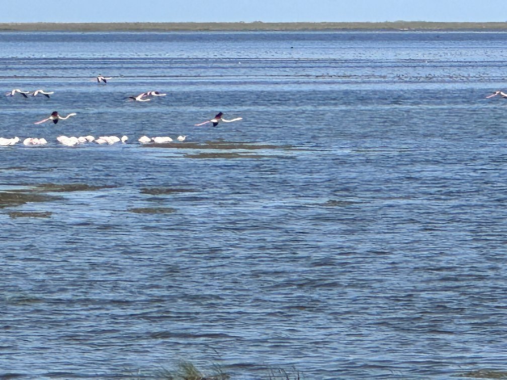 Flamingos fly over the open water in Djoudj National Bird Park.