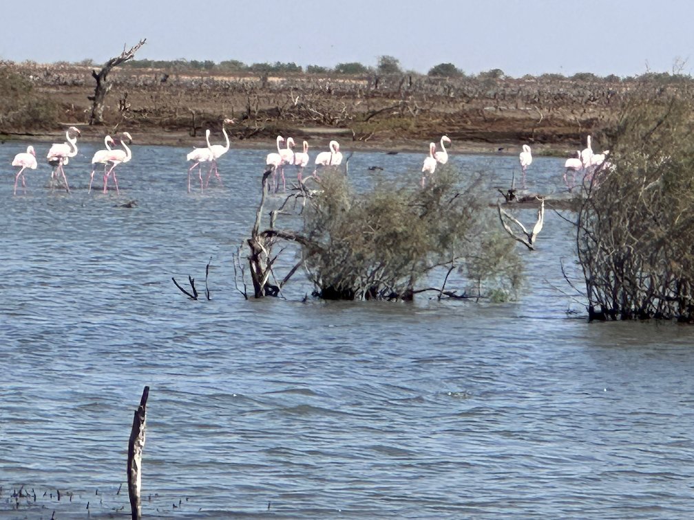 Flamingos walk in shallow water between bushes in Djoudj.