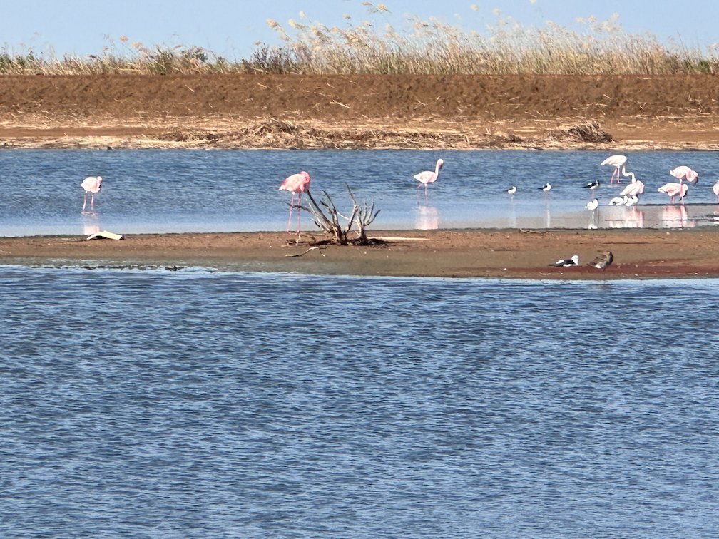 Flamingos and other birds stand in shallow water in Djoudj.