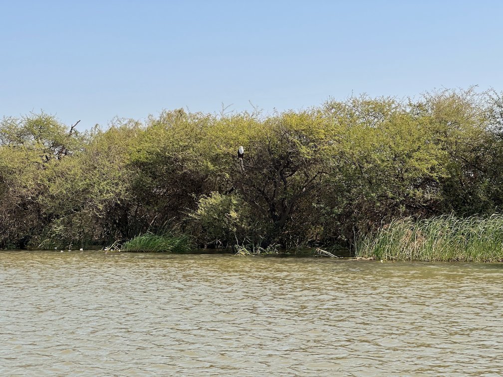 Green trees and reeds grow along the water in Djoudj.