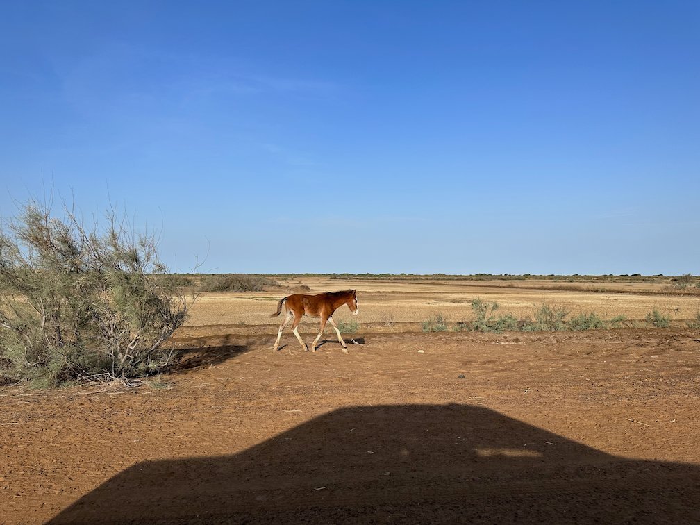 A brown horse walks on a dry plain near Djoudj.