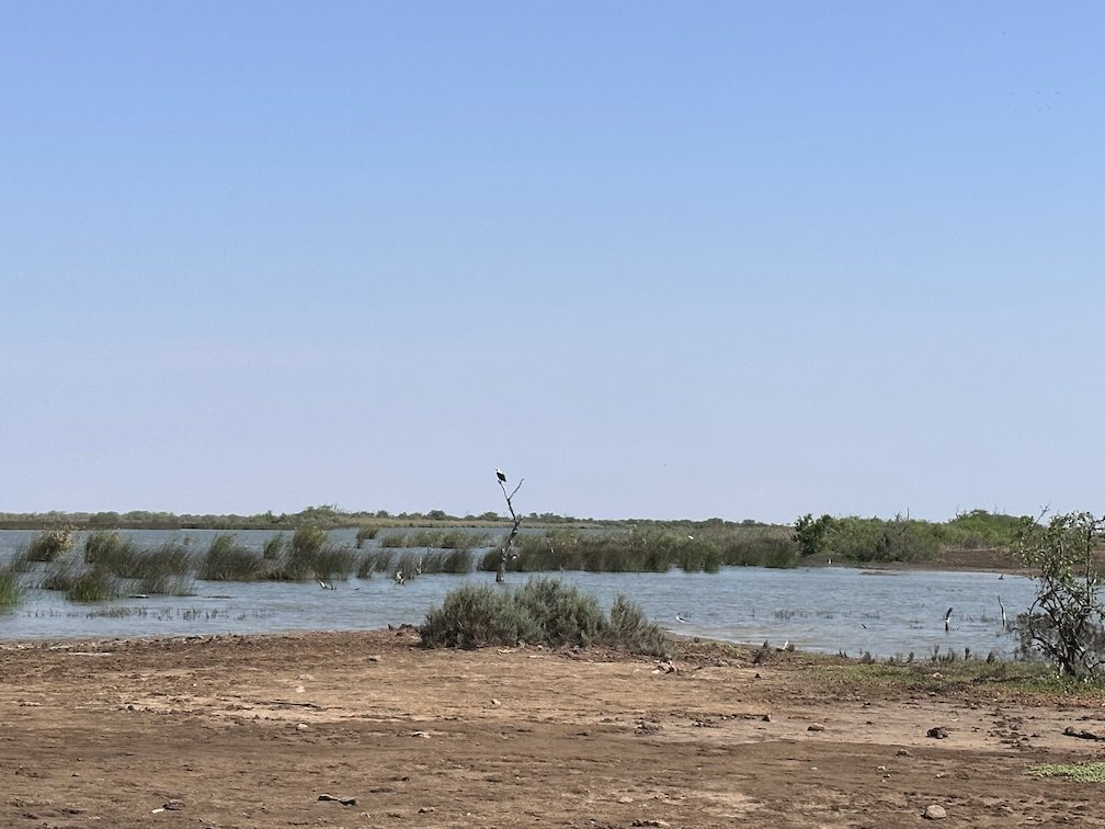 A bird sits on a dead tree at the lake in Djoudj.