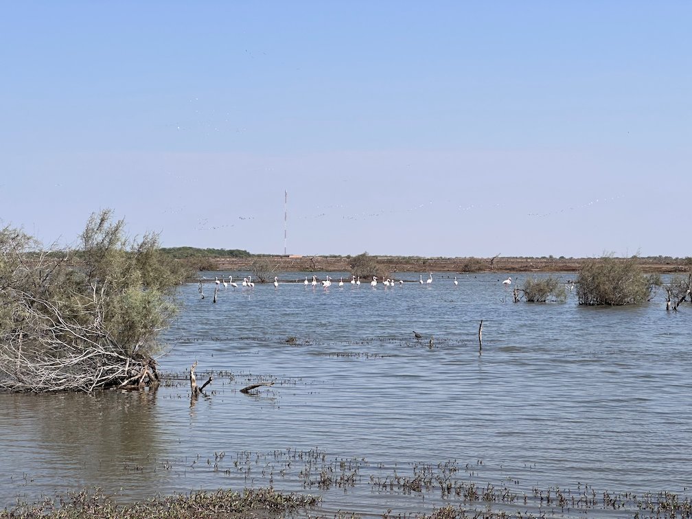White birds stand far away in the lake behind a bush in Djoudj.