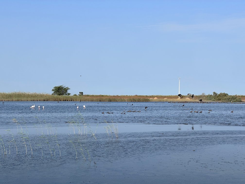 Birds stand in the shallow water in front of grass in Djoudj.