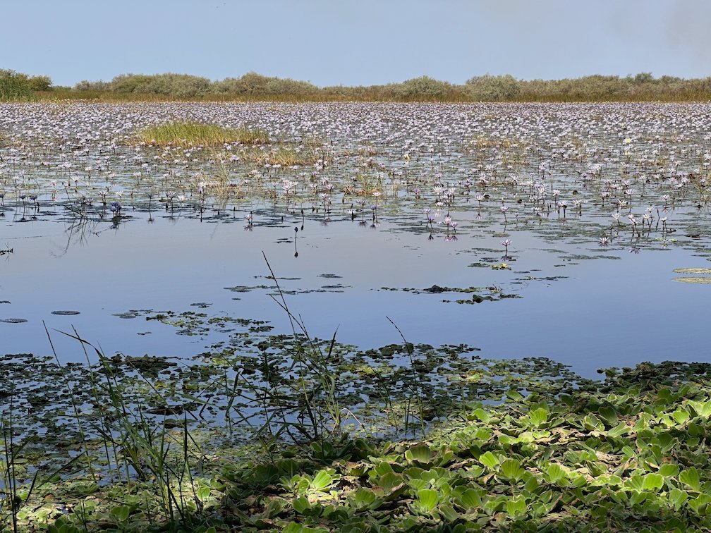 Water lilies and floating plants fill a lake in Djoudj.
